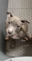 Blue female 1, a female American Pit Bull Terrier for sale in Morristown, NJ – 1 of 1