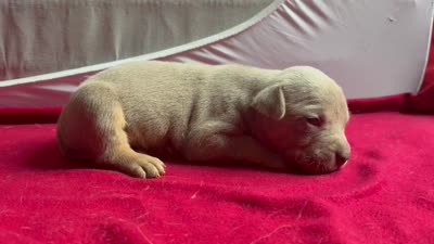Tri color female 3, a female American Bully for sale in Morristown, NJ – 3 of 10