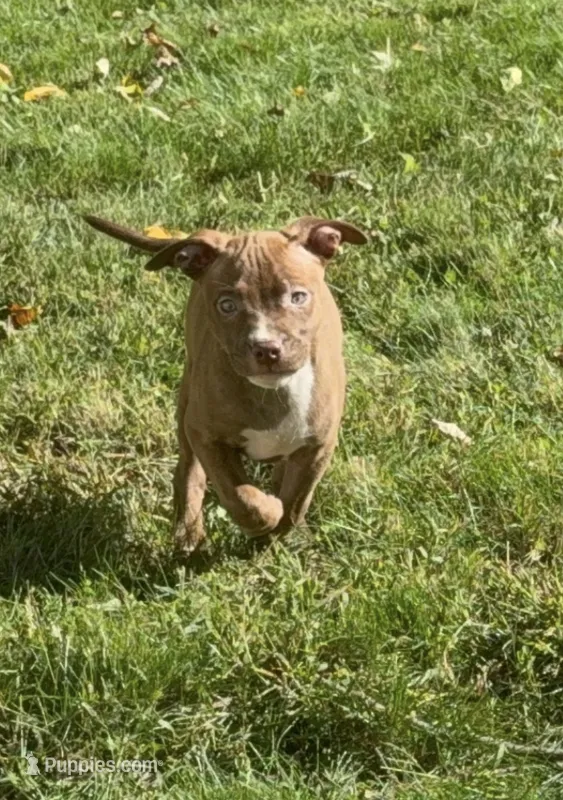 Pup 3 – American Bully puppy for sale in Morristown, NJ