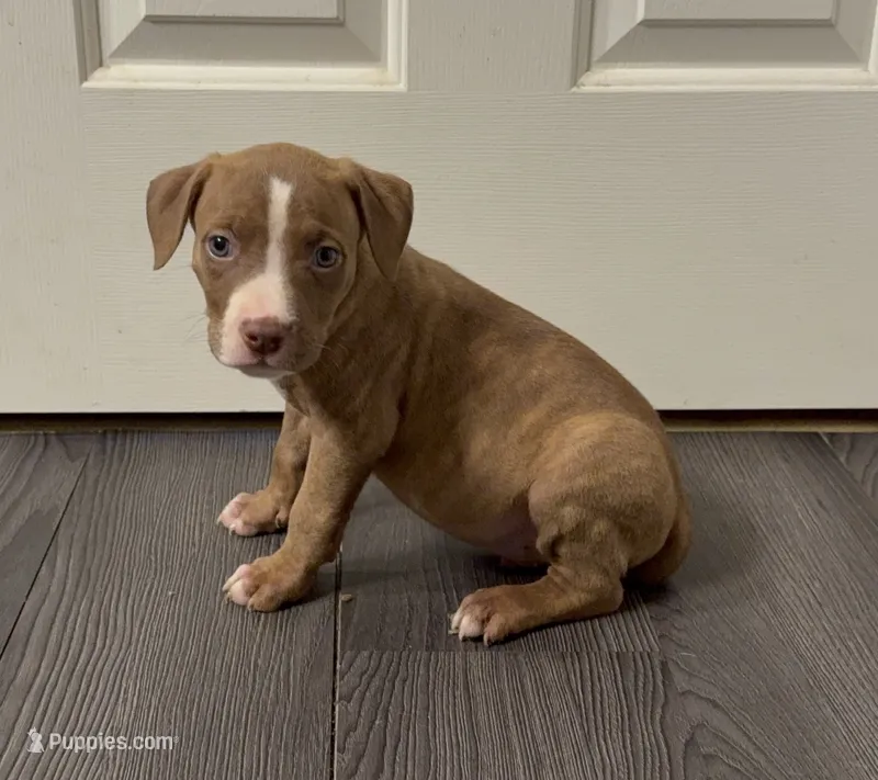 Pup 7 – American Bully puppy for sale in Morristown, NJ
