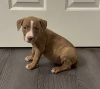 Pup 7, a male American Bully for sale in Morristown, NJ – 1 of 1