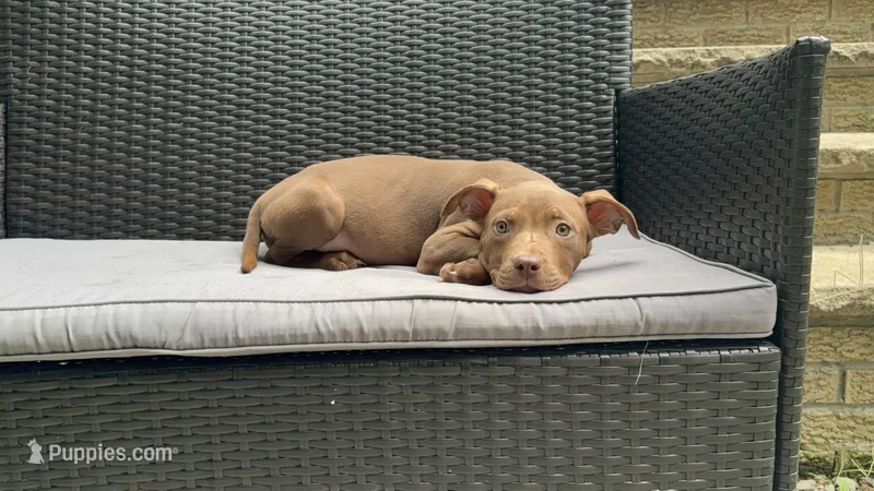 Female 1 XL – American Bully puppy for sale in Morristown, NJ