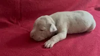 Merle male 2, a male American Bully for sale in Morristown, NJ – 3 of 10