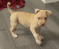 Female 1, a female American Bully for sale in Morristown, NJ – 2 of 2