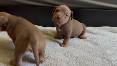 Tri color male 2, a male American Bully for sale in Morristown, NJ – 9 of 9