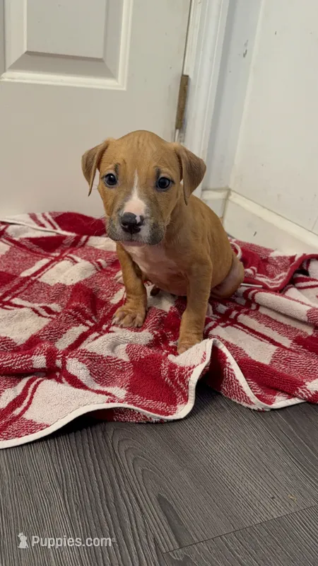 Female 1 – American Pit Bull Terrier puppy for sale in Morristown, NJ
