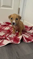 Female 1, a female American Pit Bull Terrier for sale in Morristown, NJ – 1 of 1
