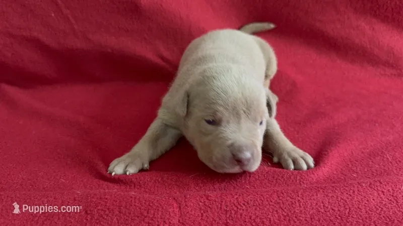 Tri color female 1 – American Bully puppy for sale in Morristown, NJ