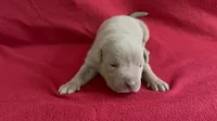 Tri color female 1, a female American Bully for sale in Morristown, NJ – 1 of 10
