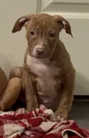 Female 2, a female American Pit Bull Terrier for sale in Morristown, NJ – 4 of 4
