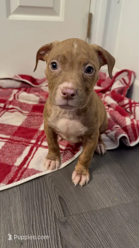Female 2 – American Pit Bull Terrier puppy for sale in Morristown, NJ