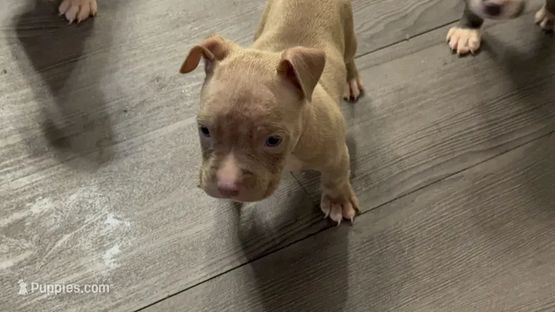 Fawn male 1 – American Bully puppy for sale in Morristown, NJ