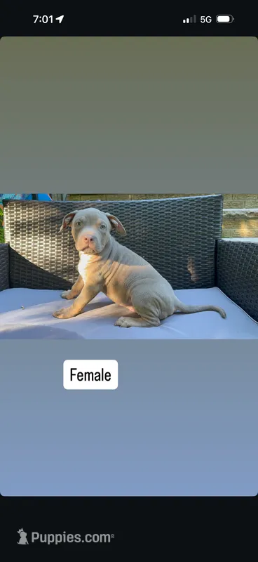 Tri color female 2 – American Bully puppy for sale in Morristown, NJ