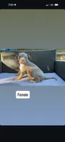Tri color female 2, a female American Bully for sale in Morristown, NJ – 2 of 10