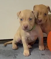 Male 1, a male American Bully for sale in Morristown, NJ – 2 of 2