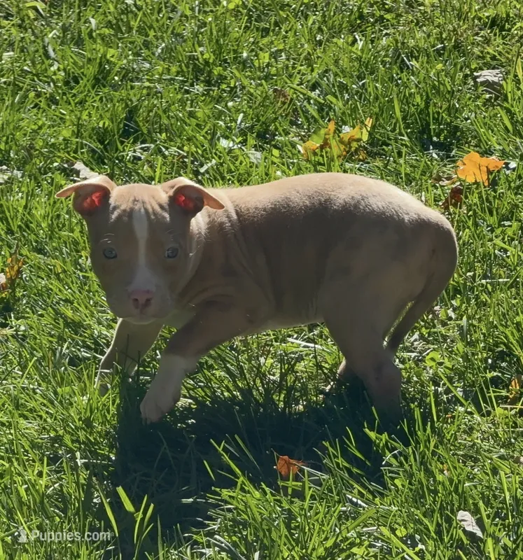 Pup 1 – American Bully puppy for sale in Morristown, NJ