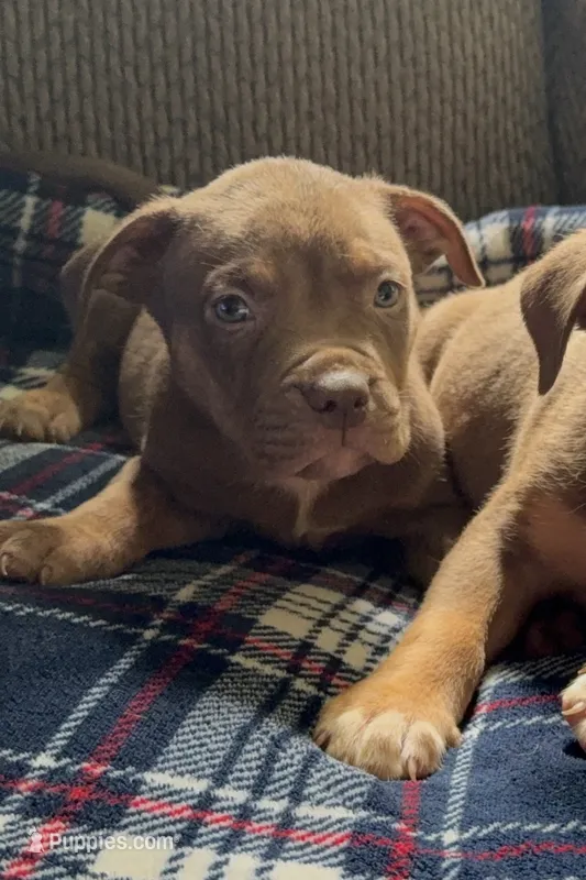 Tri color male 2 – American Bully puppy for sale in Morristown, NJ