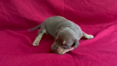 Tri color male 3, a male American Bully for sale in Morristown, NJ – 9 of 9