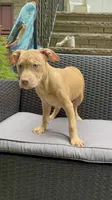 Female 2 merle, a female American Bully for sale in Morristown, NJ – 2 of 2