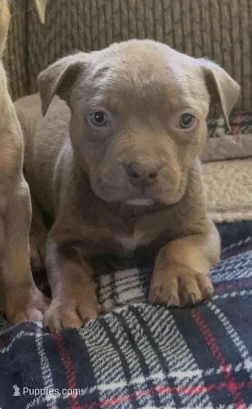 Tri color female 3 – American Bully puppy for sale in Morristown, NJ