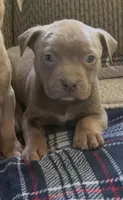 Tri color female 3, a female American Bully for sale in Morristown, NJ – 1 of 10