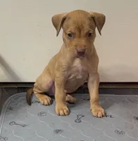 Male 2 , a male American Bully for sale in Morristown, NJ – 1 of 1