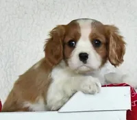 processed/20355bcd-4bc8-4770-b760-07f107a97d84/listing/3d2c289b-8466-4684-8117-5ce0a587362d/9c83ba3d-8883-48ae-ad8f-0042e0f7436f