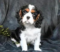 Harley, a male Cavalier King Charles Spaniel for sale in Los Angeles, CA – Photo 3 of 3