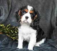 Harley, a male Cavalier King Charles Spaniel for sale in Los Angeles, CA – Photo 1 of 3
