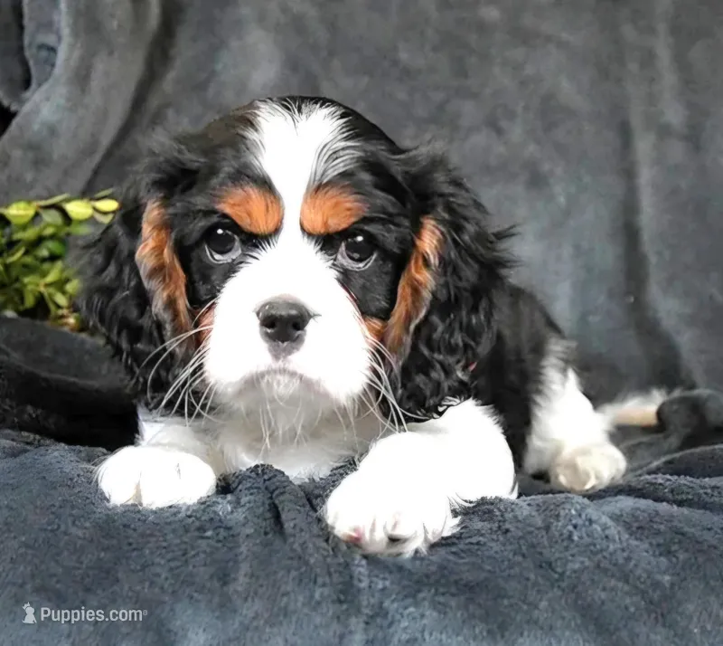 Harley – Cavalier King Charles Spaniel puppy for sale in Los Angeles, CA