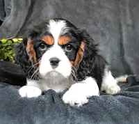 Harley, a male Cavalier King Charles Spaniel for sale in Los Angeles, CA – Photo 2 of 3