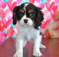 Carl, a male Cavalier King Charles Spaniel for sale in Los Angeles, CA – Photo 1 of 3