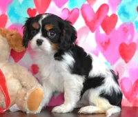 Carl, a male Cavalier King Charles Spaniel for sale in Los Angeles, CA – Photo 3 of 3