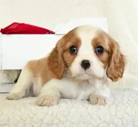 processed/20355bcd-4bc8-4770-b760-07f107a97d84/listing/982ded02-6b46-4661-9f78-ecdead7d2fe3/af4de340-7e42-4389-a570-30624a2bb9e7