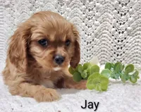 Jay, a male Cavalier King Charles Spaniel for sale in Los Angeles, CA – Photo 3 of 4