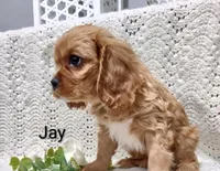 Jay, a male Cavalier King Charles Spaniel for sale in Los Angeles, CA – Photo 2 of 4