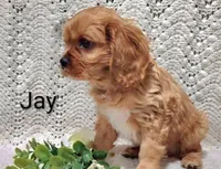Jay, a male Cavalier King Charles Spaniel for sale in Los Angeles, CA – Photo 4 of 4