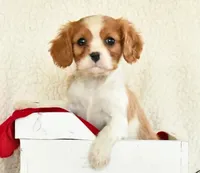 Oliver, a male Cavalier King Charles Spaniel for sale in Los Angeles, CA – Photo 2 of 2