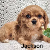 AKC Jackson , a male Cavalier King Charles Spaniel for sale in Los Angeles, CA – Photo 5 of 5