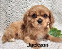 Jackson , a male Cavalier King Charles Spaniel for sale in Los Angeles, CA – Photo 5 of 5