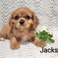 AKC Jackson , a male Cavalier King Charles Spaniel for sale in Los Angeles, CA – Photo 3 of 5