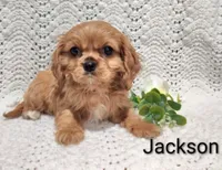 Jackson , a male Cavalier King Charles Spaniel for sale in Los Angeles, CA – Photo 3 of 5