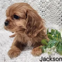 AKC Jackson , a male Cavalier King Charles Spaniel for sale in Los Angeles, CA – Photo 4 of 5