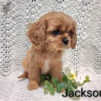 AKC Jackson , a male Cavalier King Charles Spaniel for sale in Los Angeles, CA – Photo 1 of 5