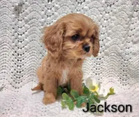 Jackson , a male Cavalier King Charles Spaniel for sale in Los Angeles, CA – Photo 1 of 5