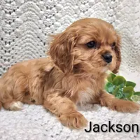 AKC Jackson , a male Cavalier King Charles Spaniel for sale in Los Angeles, CA – Photo 2 of 5