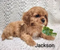 Jackson , a male Cavalier King Charles Spaniel for sale in Los Angeles, CA – Photo 2 of 5