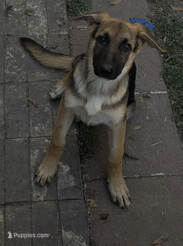 Emma  – German Shepherd Dog puppy for sale in San Marcos, TX