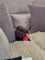 Snookie, a female Brussels Griffon for sale in Broadway, VA – 2 of 6