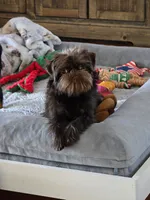 Snookie, a female Brussels Griffon for sale in Broadway, VA – 5 of 6